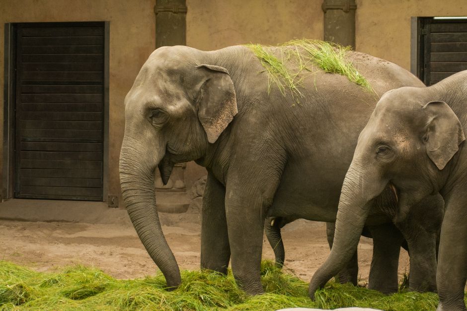 大象咖啡馆 The Elephant House