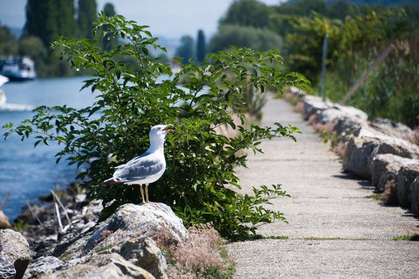 莫爾日 Morges