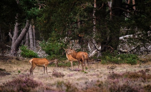 梵高森林公园 Hoge Veluwe National Park